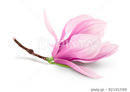 Pink magnolia flower isolated on white background with full depth of field Pink magnolia flower isolated on white background with full depth of field 92191599