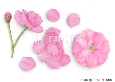 Sakura flower cherry blossom isolated on white background with full depth of field. Top view. Flat lay Sakura flower cherry blossom isolated on white background with full depth of field. Top view. Flat lay 92191600