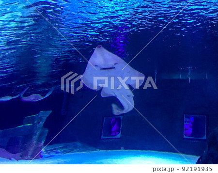 aquarium with fish. underwater marine animals, corals, plants. a white stingray fish swims under water on the waves. the fish has a big mouth with teeth, a predator 92191935