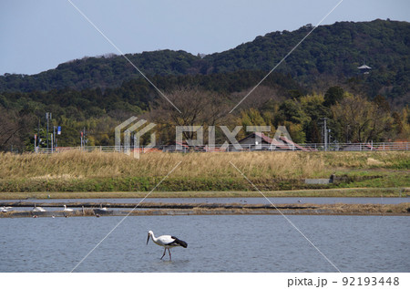 コハクチョウの群れが塒にしている水田にコウノトリが飛来している光景 ... 島根県 安来市:晴れ コハクチョウの群れが塒にしている水田にコウノトリが飛来している光景 ... 島根県 安来市:晴れ 92193448