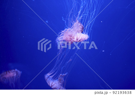 Fluorescent jellyfish on blue background, the ocean Fluorescent jellyfish on blue background, the ocean 92193638