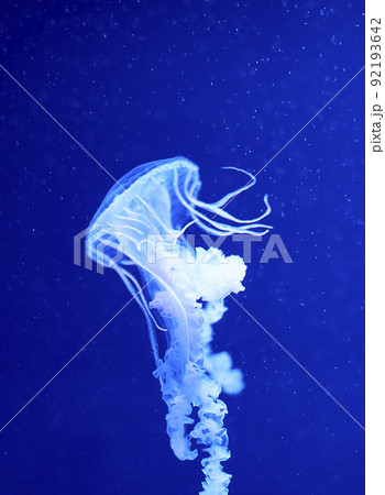 Fluorescent jellyfish on blue background, the ocean Fluorescent jellyfish on blue background, the ocean 92193642