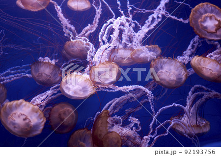 Group of Japanese nettle jellyfish in the ocean Group of Japanese nettle jellyfish in the ocean 92193756