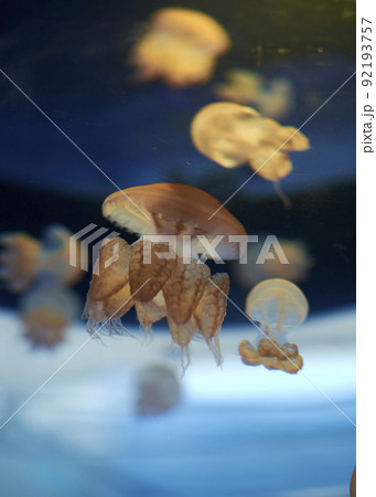Stingless Medusa, in the ocean, luminous Stingless Medusa, in the ocean, luminous 92193757
