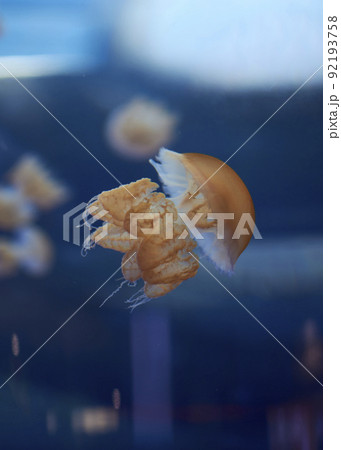 Stingless Medusa, in the ocean, luminous 92193758