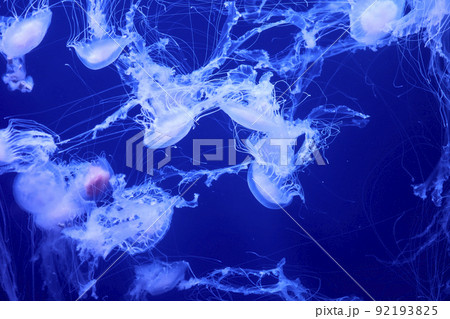 Group of white jellyfish floating in the ocean Group of white jellyfish floating in the ocean 92193825