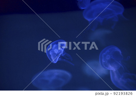 Fluorescent jellyfish on blue background, the ocean Fluorescent jellyfish on blue background, the ocean 92193826