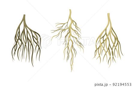 Branching Root as Tree Part Below the Surface of Soil Vector Set Branching Root as Tree Part Below the Surface of Soil Vector Set 92194553
