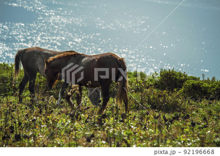 海の見える高台の草原で草を食む二頭の馬 海の見える高台の草原で草を食む二頭の馬 92196668