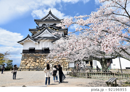 春の彦根城　天守閣　滋賀県彦根市 92196955
