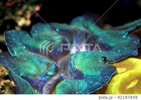 ヒメジャコガイのアップ ヒメジャコガイ グラフィック素材 ヒメジャコガイのアップ ヒメジャコガイ グラフィック素材 92197849