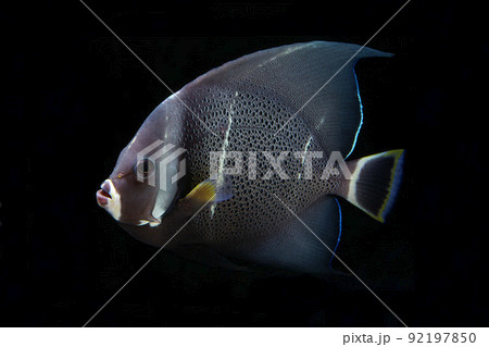 グレーエンゼルフィッシュ　黒バック 92197850