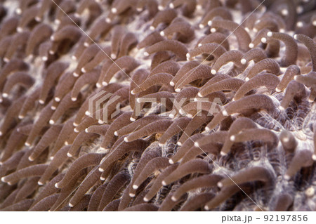 サンゴのポリプ　イシナマコ　グラフィック素材 92197856