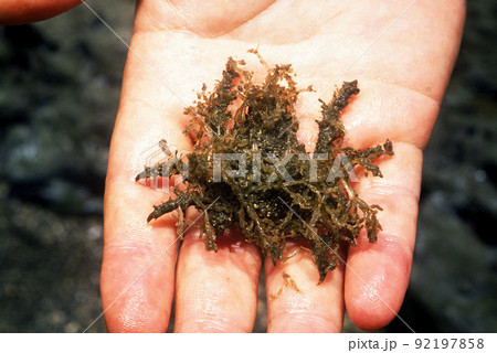 手の平にのせたカニ　イソクズガニ 92197858
