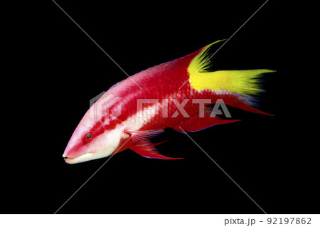 キューバンホグフィッシュ　黒バック 92197862