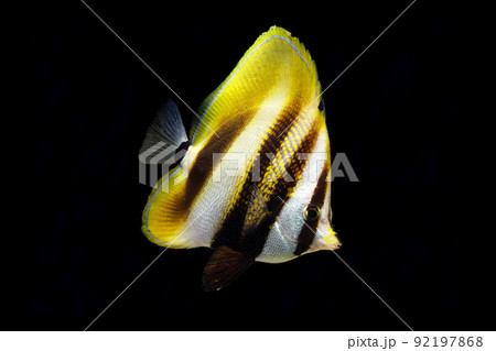 タキゲンロクダイ 黒バック タキゲンロクダイ 黒バック 92197868