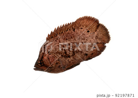 マツダイの幼魚　白バック 92197871