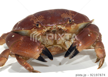 スベスベマンジュウガニ　アップ　白バック 92197874
