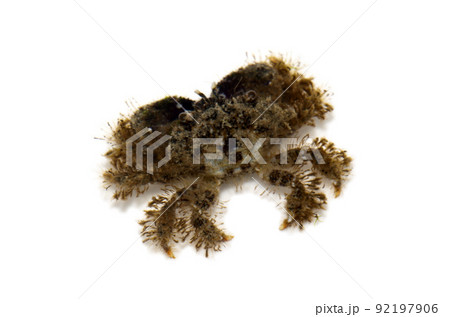 トゲオウギガニ　白バック 92197906