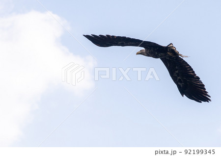 森の中のオジロワシ 森の中のオジロワシ 92199345