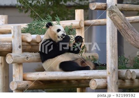 おいしそうに竹を食べる結浜 92199592