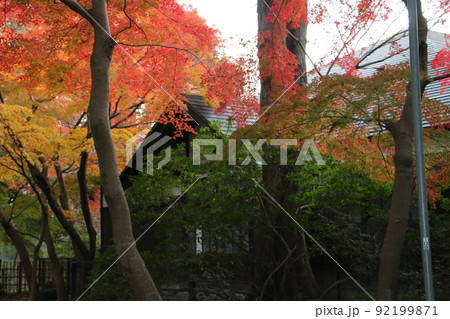 紅葉が美しい秋の浴恩館 92199871