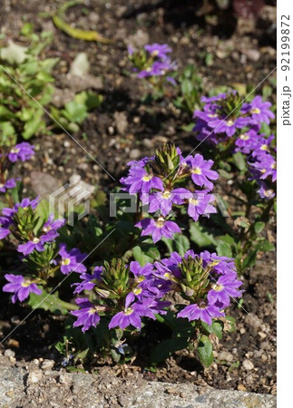 ブルーファンフラワーの花 ブルーファンフラワーの花 92199872