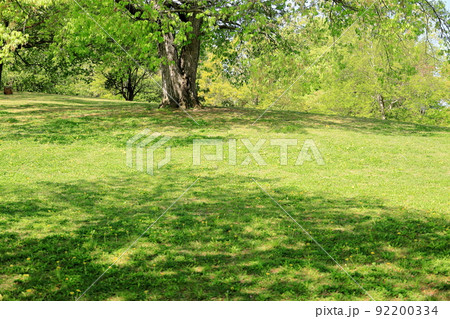 新緑の公園 新緑の公園 92200334