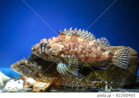 カサゴ ガシラ ロックフィッシュ アナハゼ アヤアナハゼ カサゴ ハゼ カジカ Sunrise 魚 カサゴ ガシラ ロックフィッシュ アナハゼ アヤアナハゼ カサゴ ハゼ カジカ Sunrise 魚 92200405
