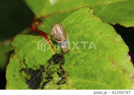 オナジマイマイ オナジマイマイ 92200787