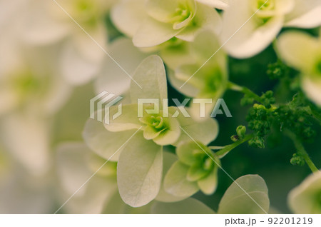紫陽花 92201219