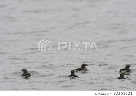 泳ぐウトウ 92201221