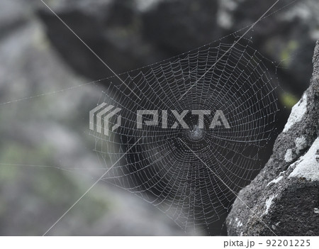 蜘蛛の糸 92201225