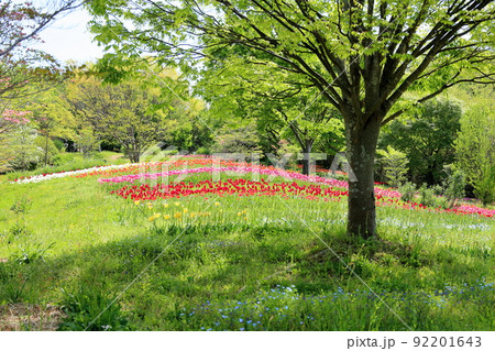 チューリップの花畑 チューリップの花畑 92201643