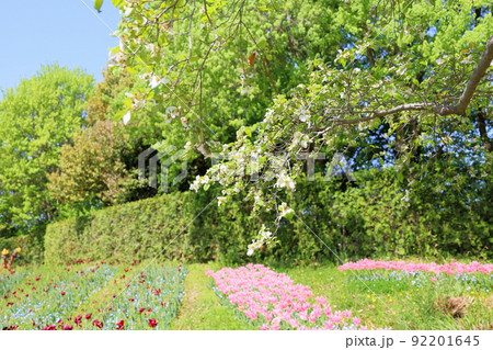 ハナミズキの花 ハナミズキの花 92201645
