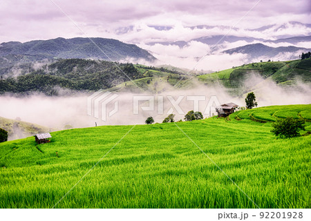 Scenery of the terraced rice fields with morning mist at Ban Pa Pong Piang in Chiang Mai, Thailand 92201928