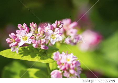 蕎麦の花 赤花 蕎麦の花 赤花 92202249
