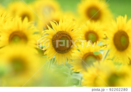 炎天のひまわりの花 炎天のひまわりの花 92202280