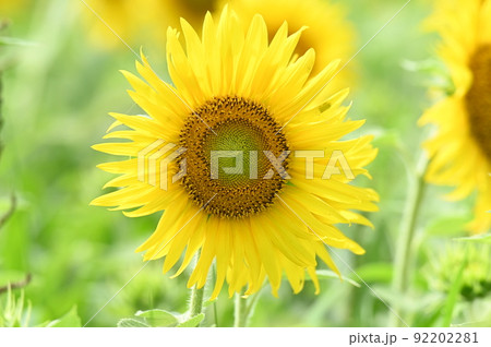 一輪のひまわりの花 一輪のひまわりの花 92202281