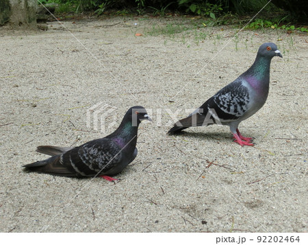 休憩している鳩と立っている2匹の鳩 92202464