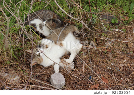 お腹を見せる野良猫 92202654