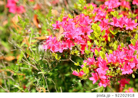 紅色ツツジの花 紅色ツツジの花 92202918