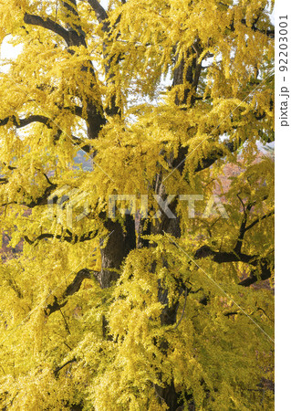 龍門寺 京畿道 キョンギド 92203001