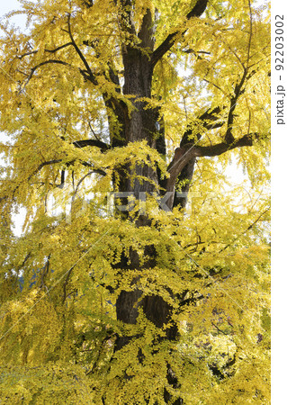龍門寺 京畿道 キョンギド 92203002