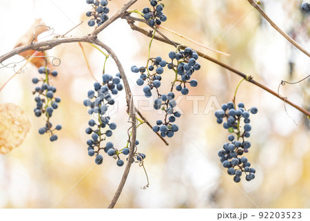 ヤマブドウ 札幌市 ヤマブドウ 札幌市 92203523