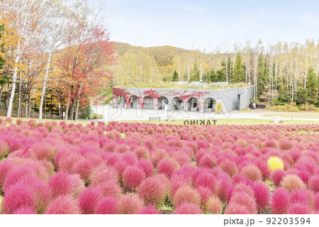 コキア　滝野すずらん丘陵公園　札幌市 92203594