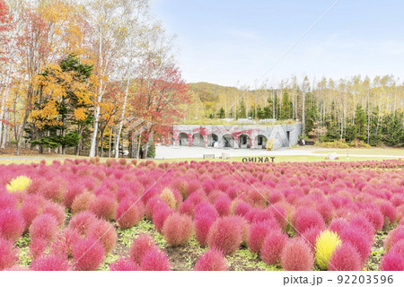 コキア 滝野すずらん丘陵公園 札幌市 コキア 滝野すずらん丘陵公園 札幌市 92203596