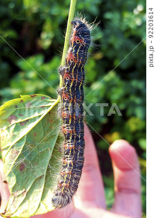 Huge black gluttonous caterpillar eating leaf of currant, hand holding 92203614