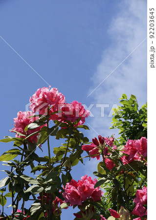 春の日の青空に映える赤いシャクナゲの花 春の日の青空に映える赤いシャクナゲの花 92203645