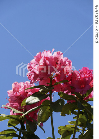 春の日の青空に映える赤いシャクナゲの花 92203646